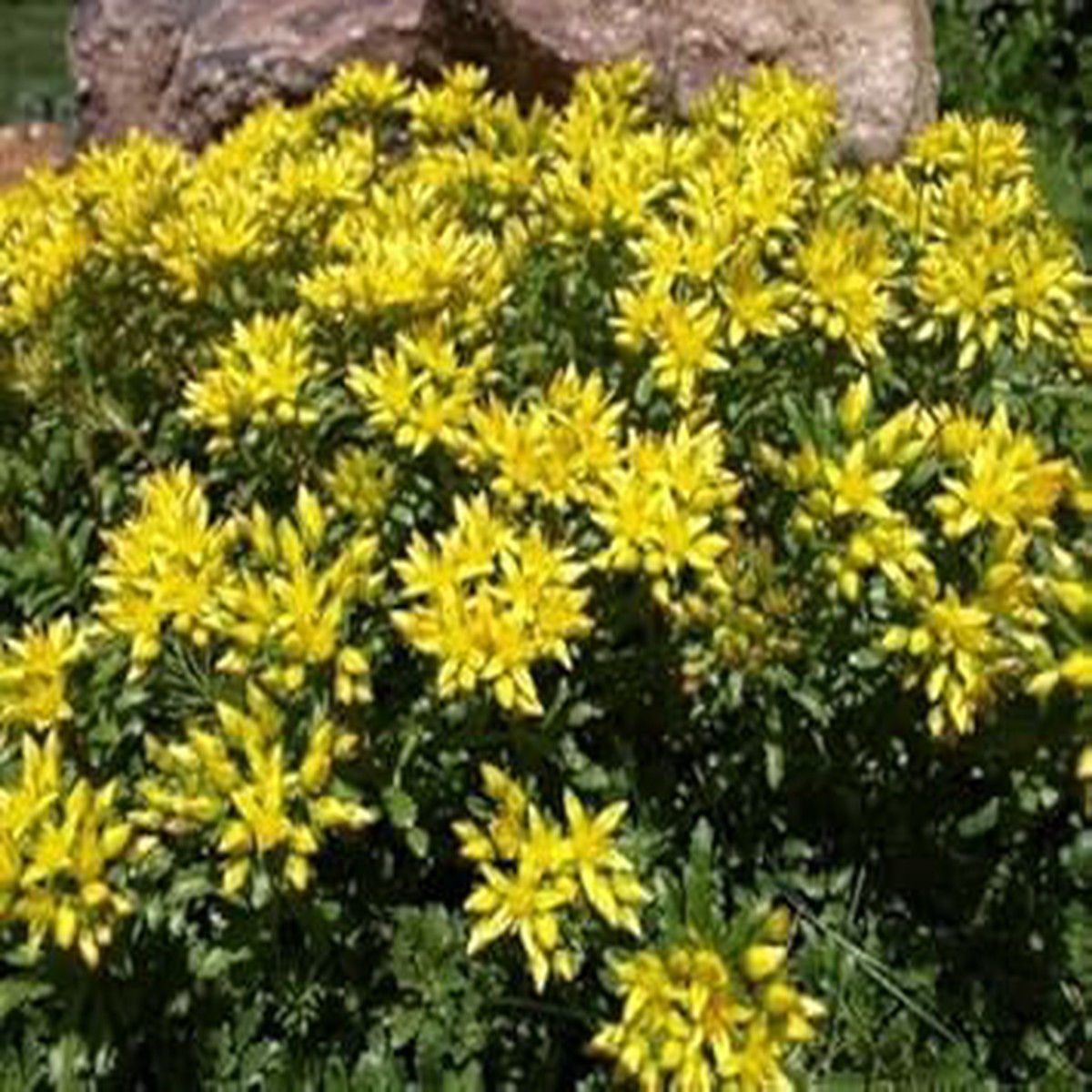 Heirloom Non-GMO Yellow Sedum Kamtschaticum Flower Seeds for Planting Hardy Ground Cover Blooms