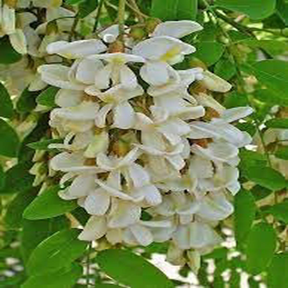 Heirloom Pseudoacacia Flower Seeds for Garden Planting, Non-GMO, Fragrant Tree Blooms