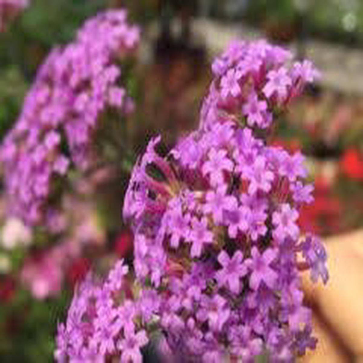 Heirloom Yarrow Achillea Flower seeds for Planting Colorful Display Heirloom & GMO Free Seeds for Home Garden