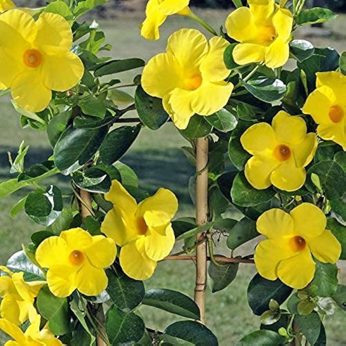 Heirloom Yellow Mandevilla Sanderi Flower seeds for Planting - Shade Tolerant, Heirloom & GMO Free Seeds for Home Garden