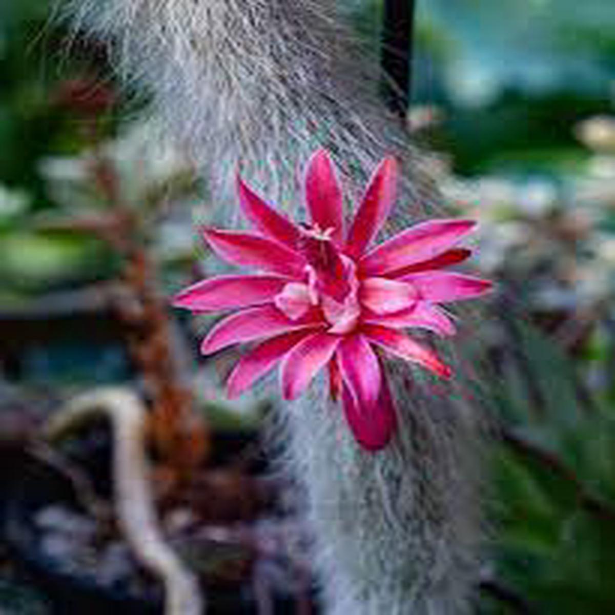 Hildewintera Colademononis Monkey Tail Cactus Plant Seeds for Planting Heirloom, Non-GMO, Organic