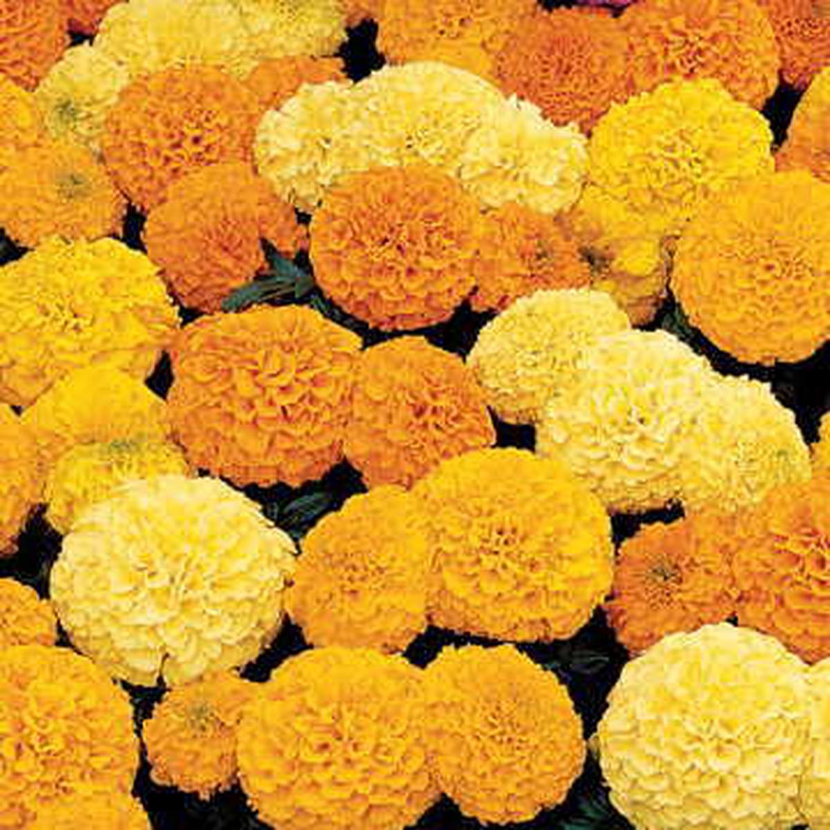 Inca Marigold Seeds | Hybrid Large Bloom Marigold Variety Heirloom, Non-GMO, High Germination Organic Garden Seeds