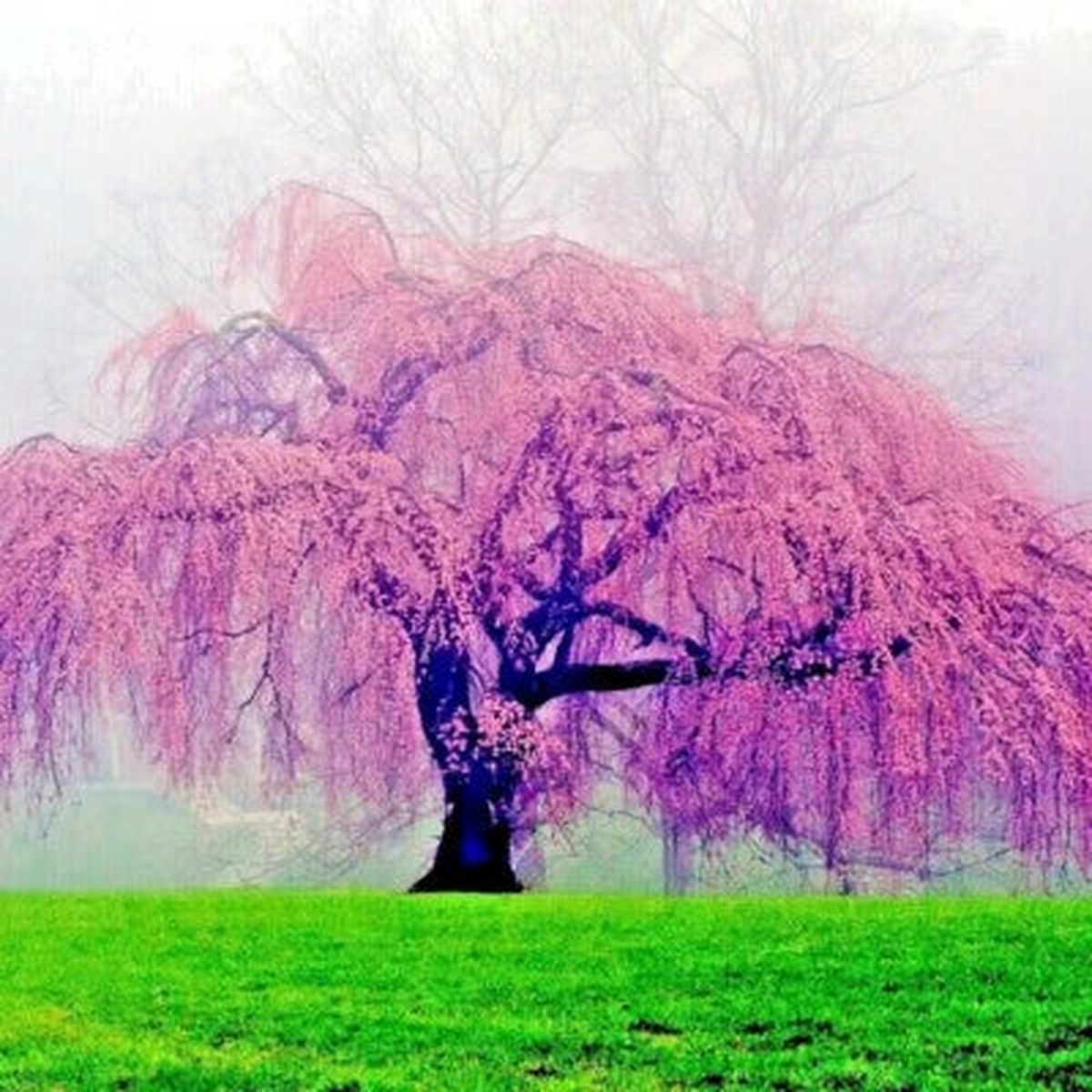 Japanese Weeping Sakura (Pendula) Cherry Blossom Tree Seeds Fast-Growing, Hardy, Heirloom & Non-GMO