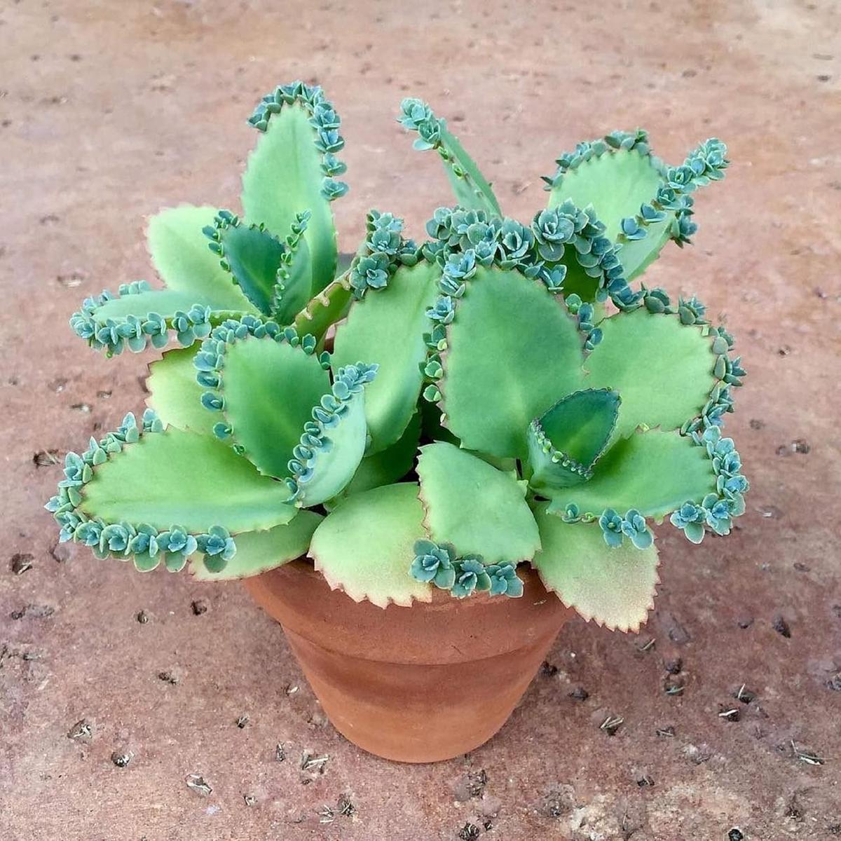 Kalanchoe Flower Seeds for Planting Perfect for Borders, Heirloom & Non-GMO Seeds