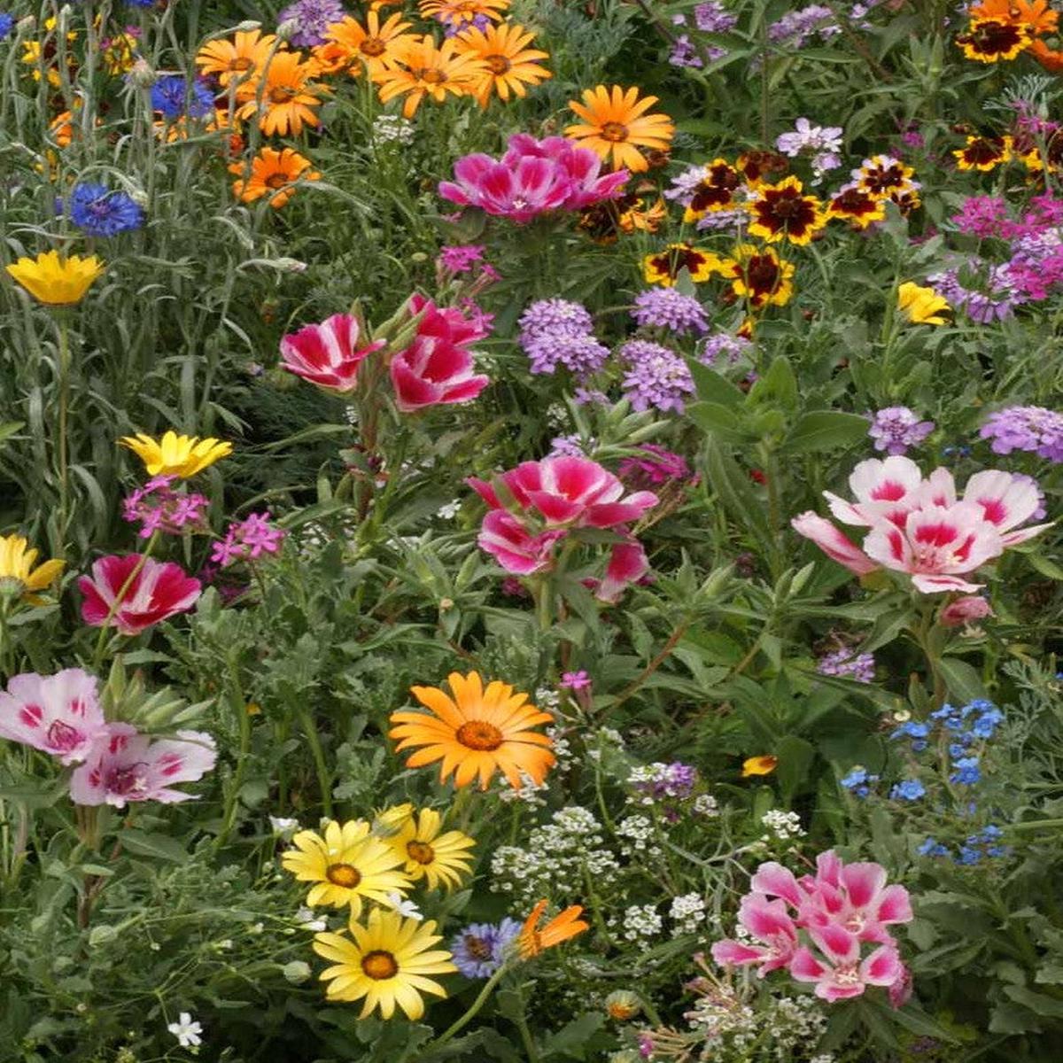 Knee High Meadow Blend