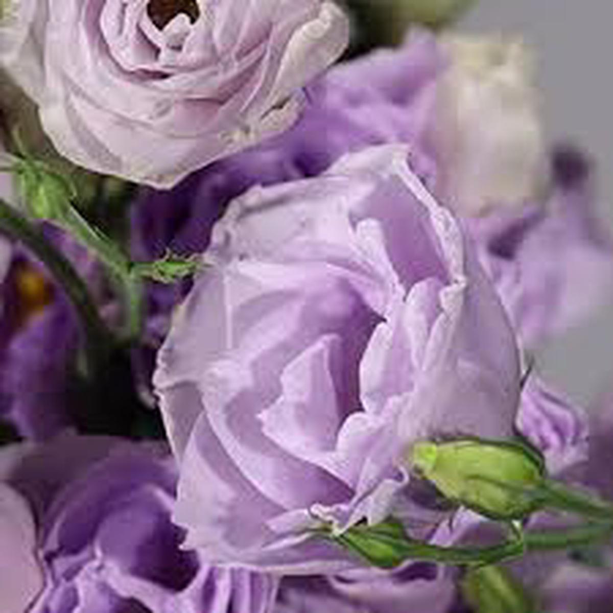 Lavender Eustoma (Lisianthus) Flower Seeds for Planting Heirloom Non-GMO High Germination Organic Garden Seeds