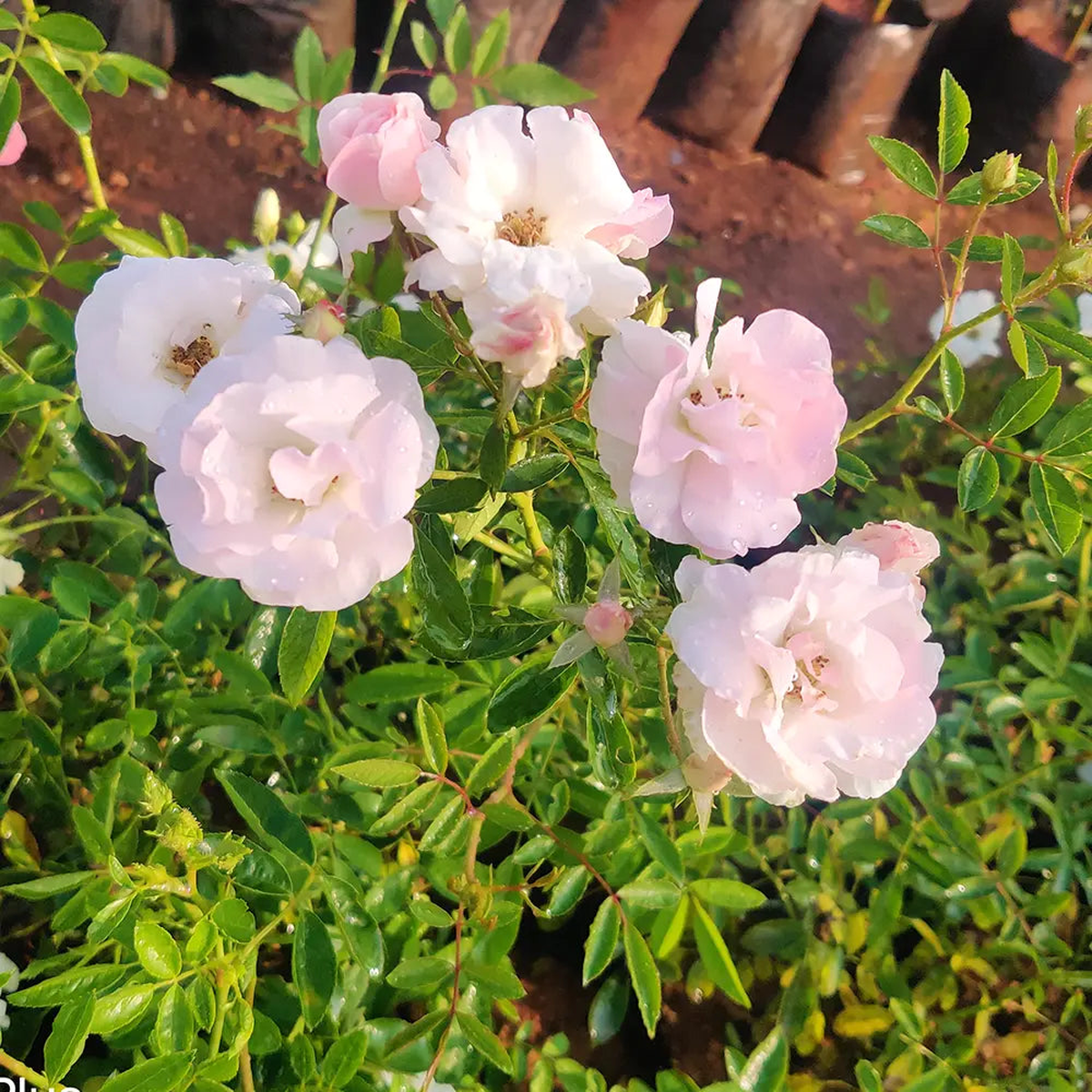 Light Pink Snow Rose Flower Seeds for Planting Colorful Display Heirloom & GMO Free Seeds for Home Garden Sale