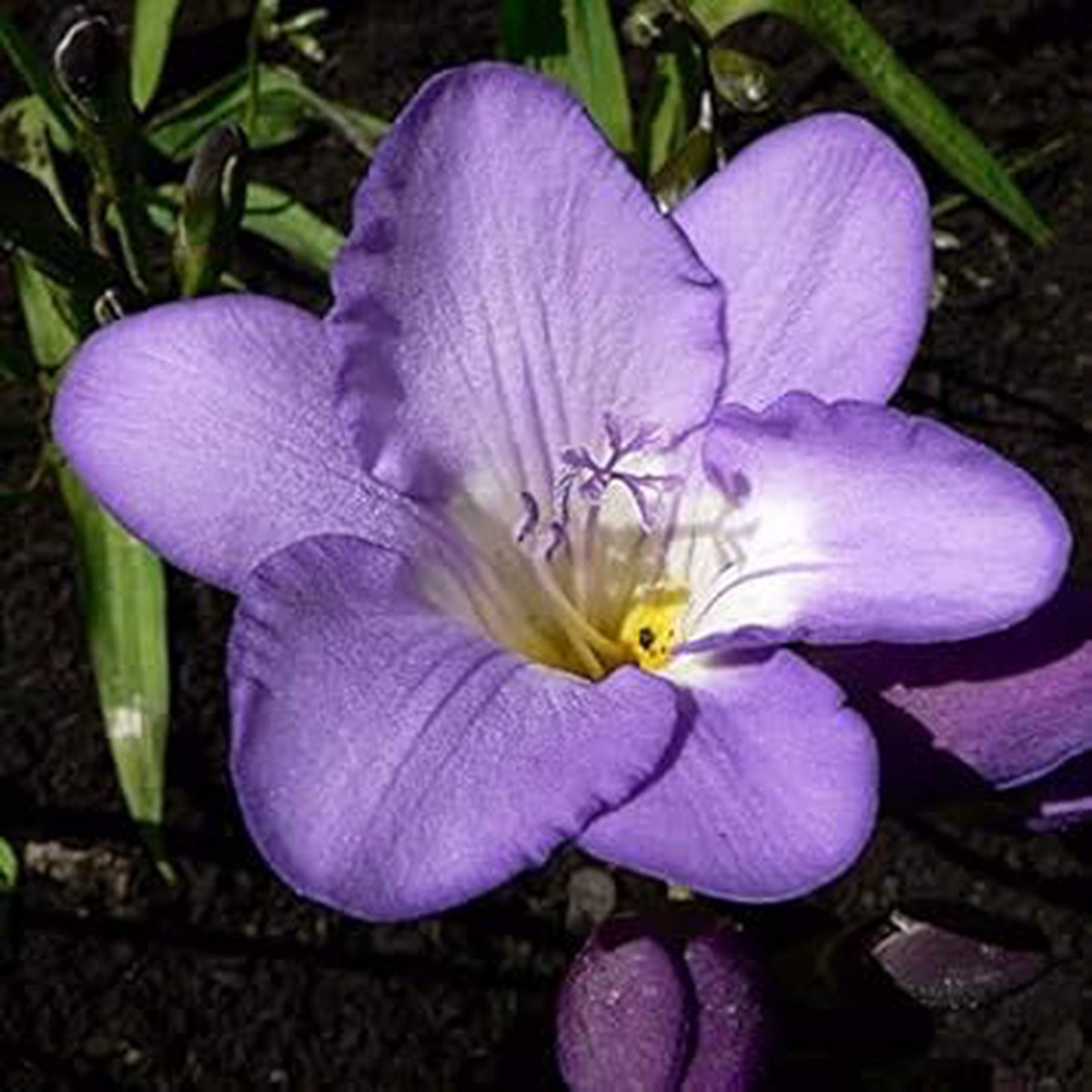 Light Violet Freesia Flower Seeds for Planting Non-GMO, Heirloom, High Germination Organic Garden Seeds