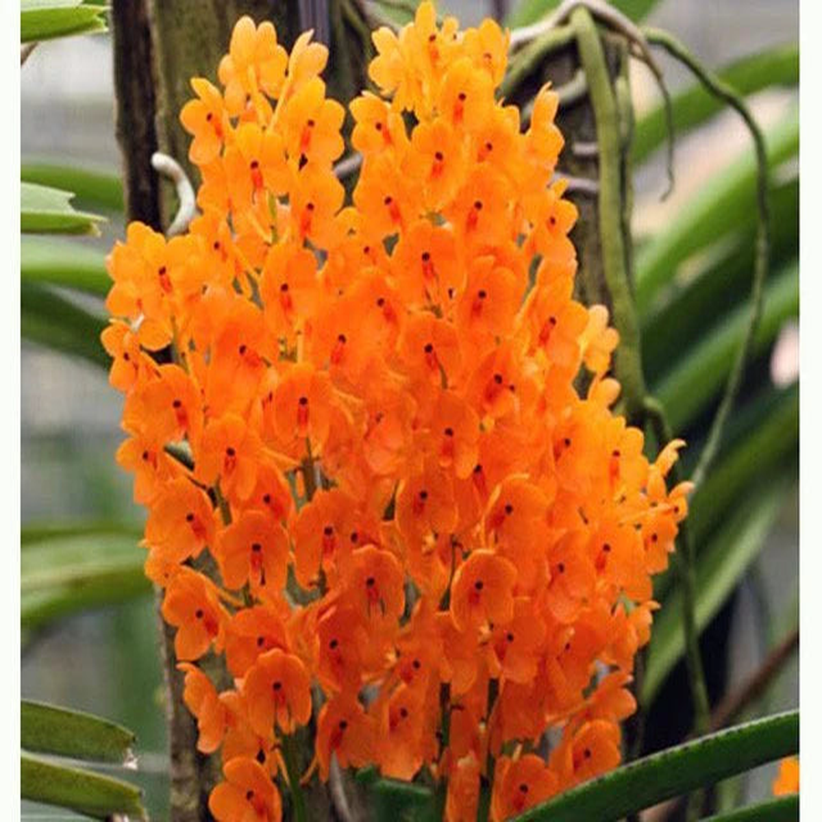 Light Yellow Ascocentrum Flower Seeds for Planting Heirloom, Non-GMO, High Germination Organic Garden Seeds