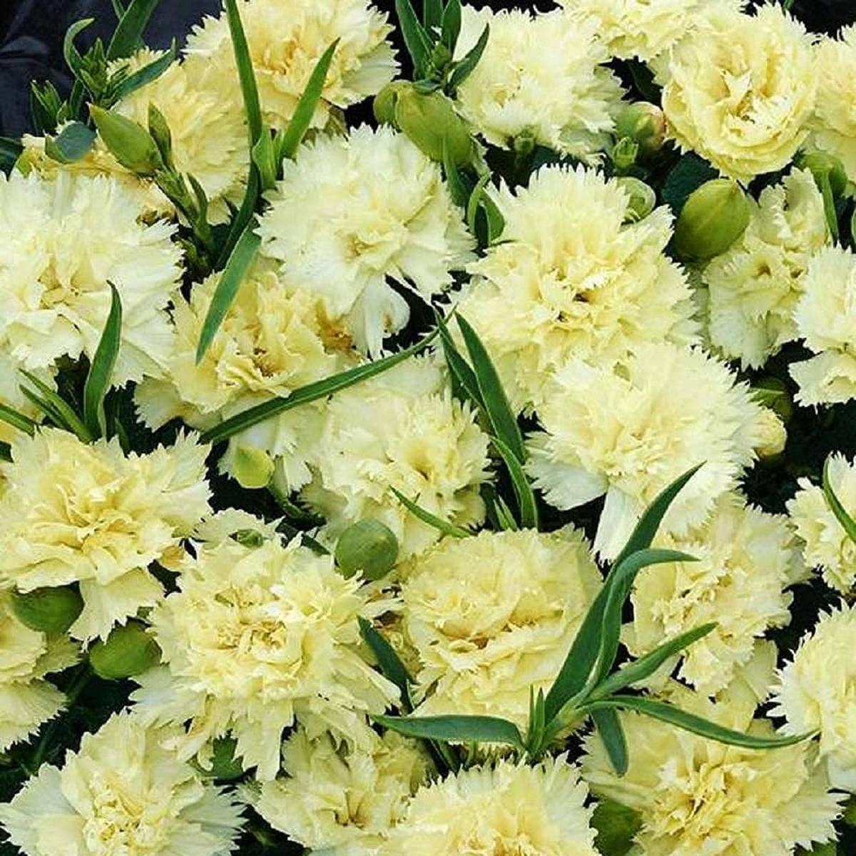 Light Yellow Dianthus Caryophyllus Flower Seeds for Planting Bright Blooms Heirloom & GMO Free Seeds for Home Garden Sale
