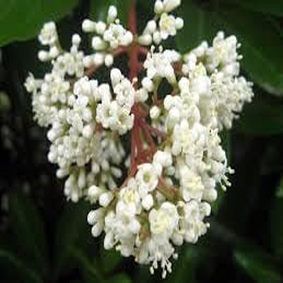 Ligustrum Flower seeds for Planting - Easy to Grow, Heirloom & GMO Free Seeds for Home Garden