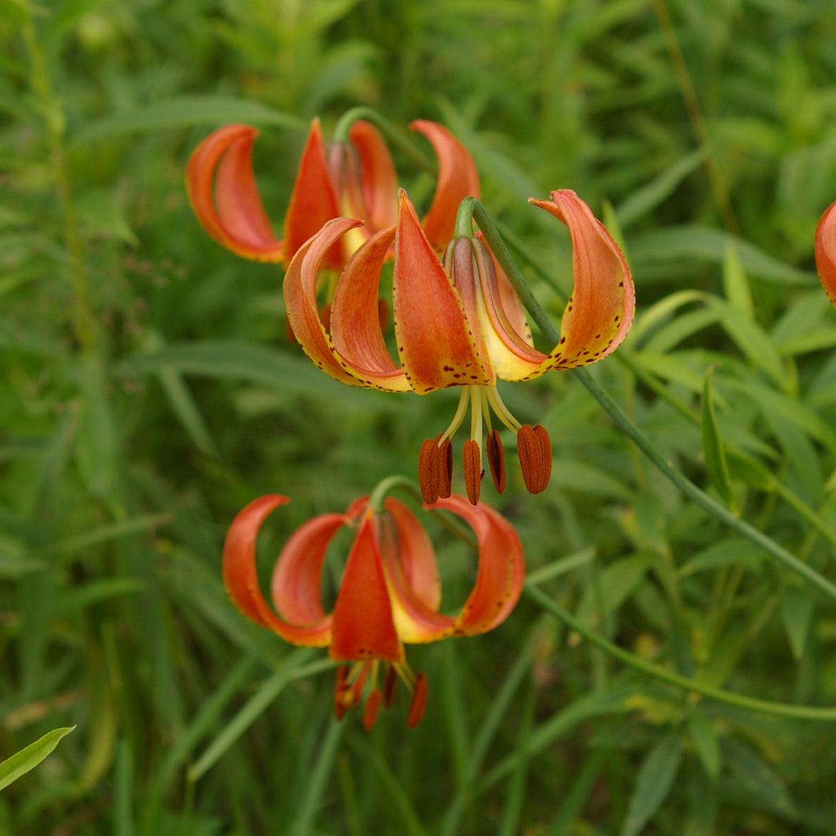 Lilium Pyrenaicum Flower seeds for Planting - Low Maintenance, Heirloom & GMO Free Seeds for Home Garden