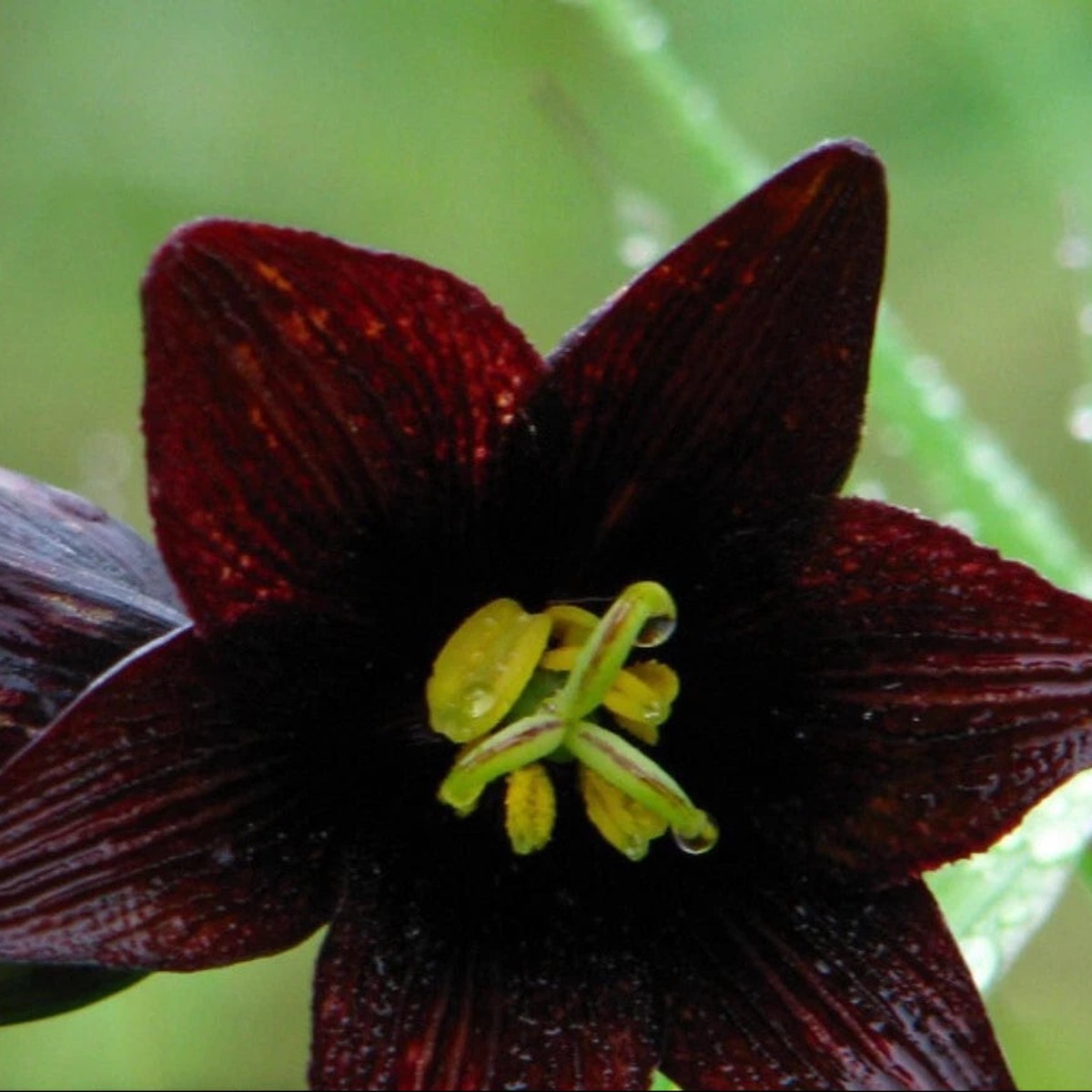 Lily Chocolate - Seeds - Flower Fritillaria camschatcensis Heirloom, Non-GMO, High Germination Organic Garden Seeds