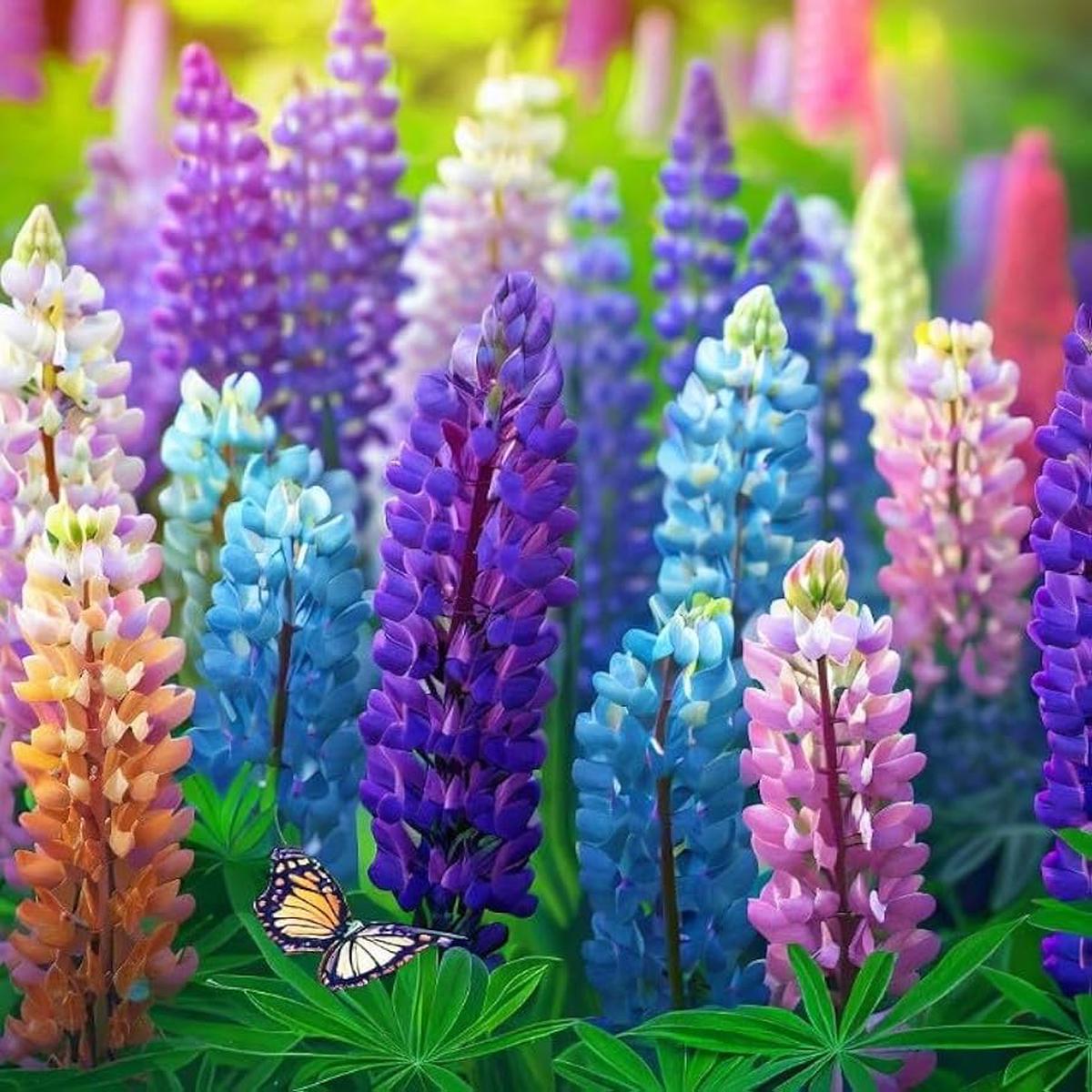 Lupine Seeds for Planting Lupinus Polyphyllus wildflower garden flower bed