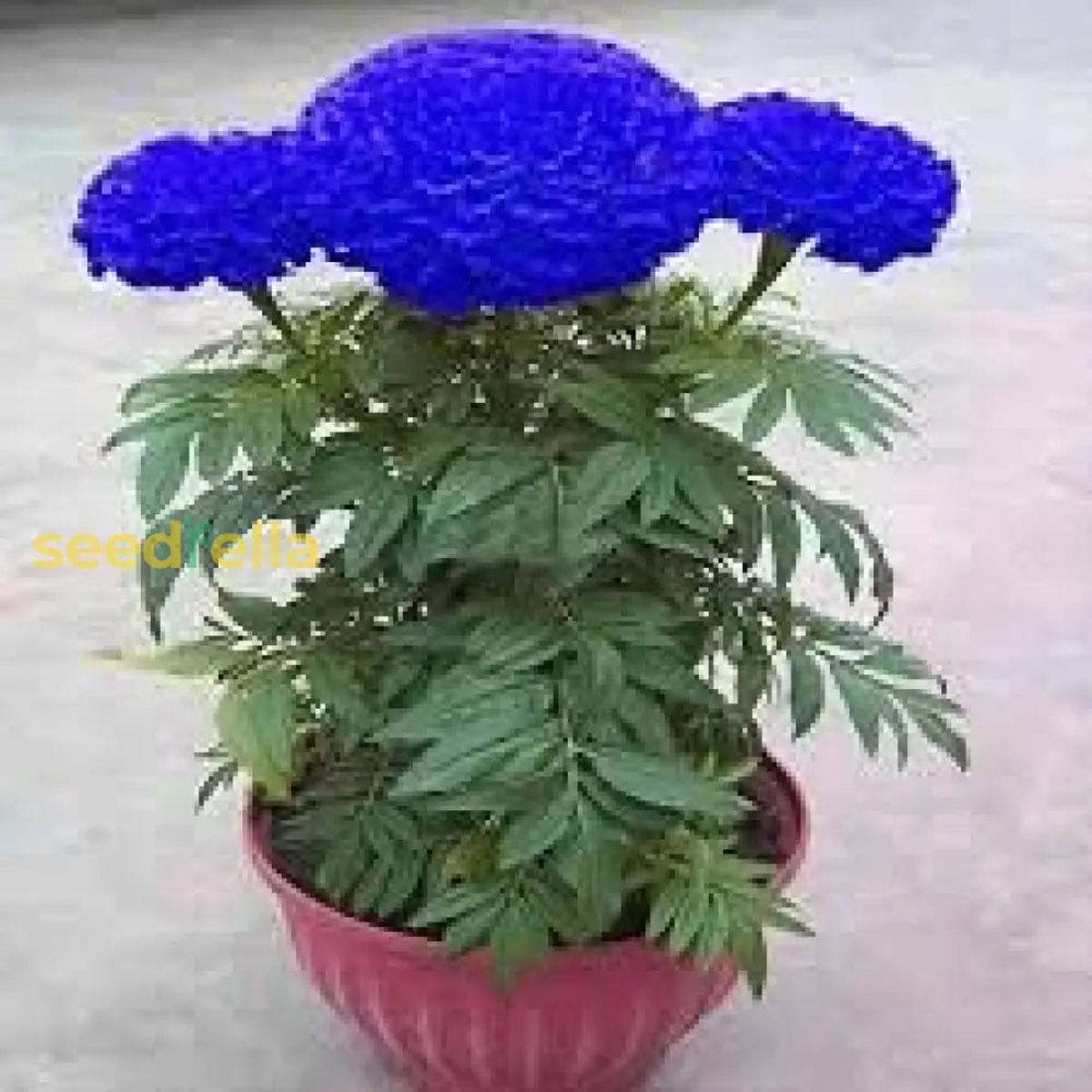 Maidenhair Flower seeds for Planting Seasonal Bloomer Heirloom & GMO Free Seeds for Home Garden