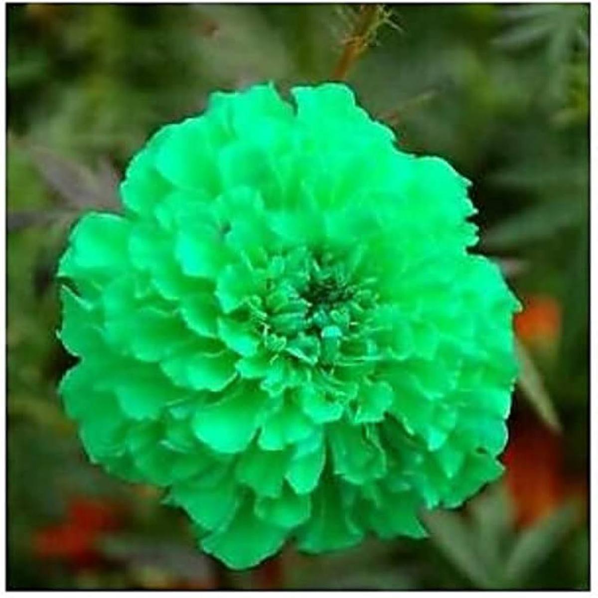 Marigold Green Flower Seeds for Planting Heirloom, Non-GMO, High Germination Organic Garden Seeds for Home Gardens