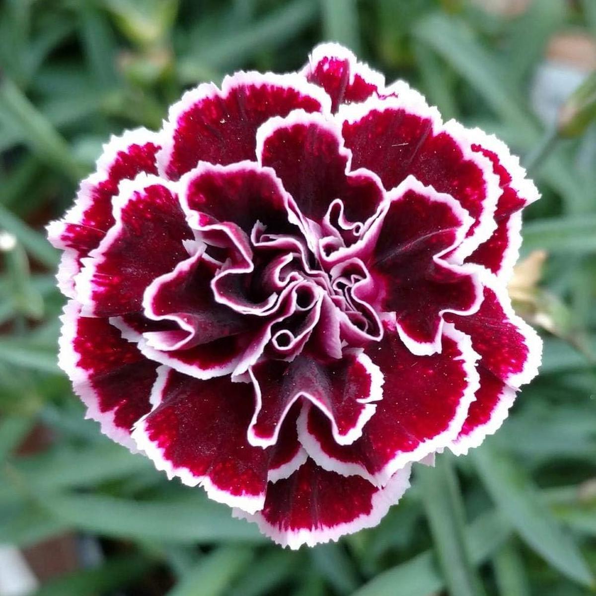 Maroon Mix Dianthus Caryophyllus Seeds for Planting Organic, Heirloom, Non-GMO, High Germination Garden Seeds