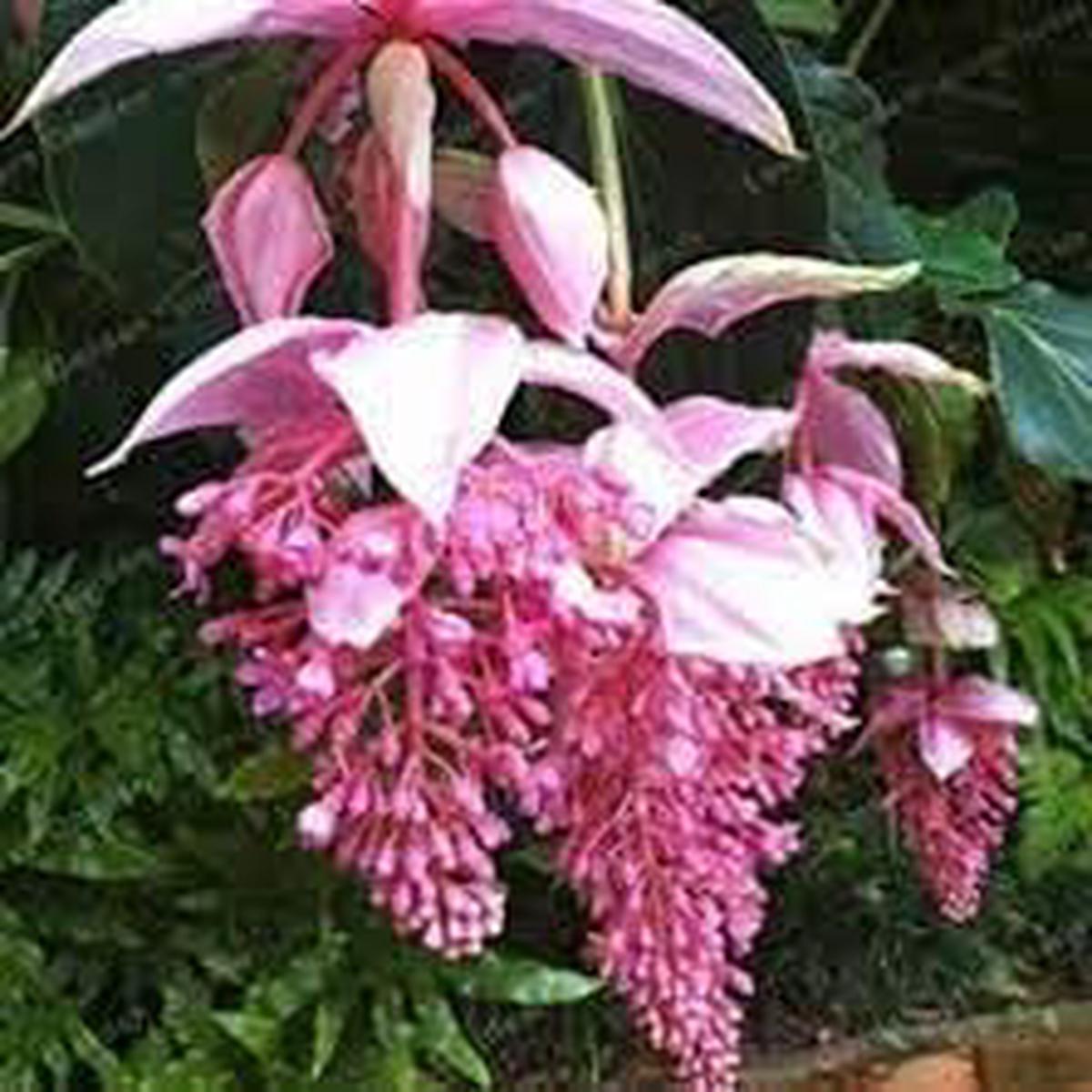 Medinilla Pink Flower Seeds for Planting Non-GMO Heirloom Organic Garden Seeds, High Germination
