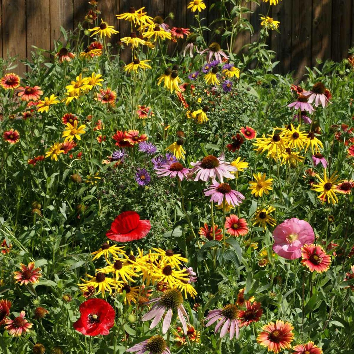 Midwest Wildflower Seed Mix for Planting Heirloom, Non-GMO, Pollinator-Friendly, Native Species