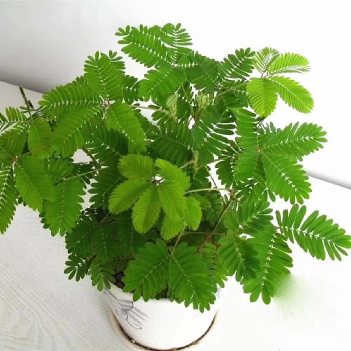 Mimosa Sensitive Plant Seeds | Bashful Grass Touch-Me-Not Shrub Heirloom, Non-GMO, High Germination Organic Garden Seeds