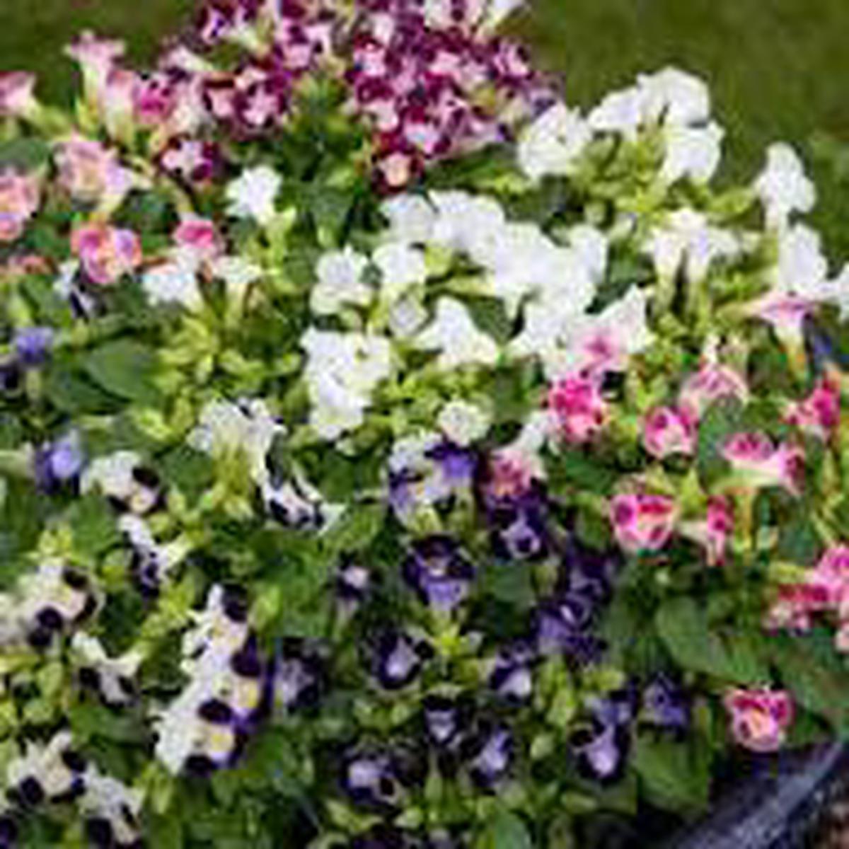 Mix Fournieri Flower Seeds for Planting - Hardy Variety, Heirloom & GMO Free Seeds for Home Garden Non-GMO