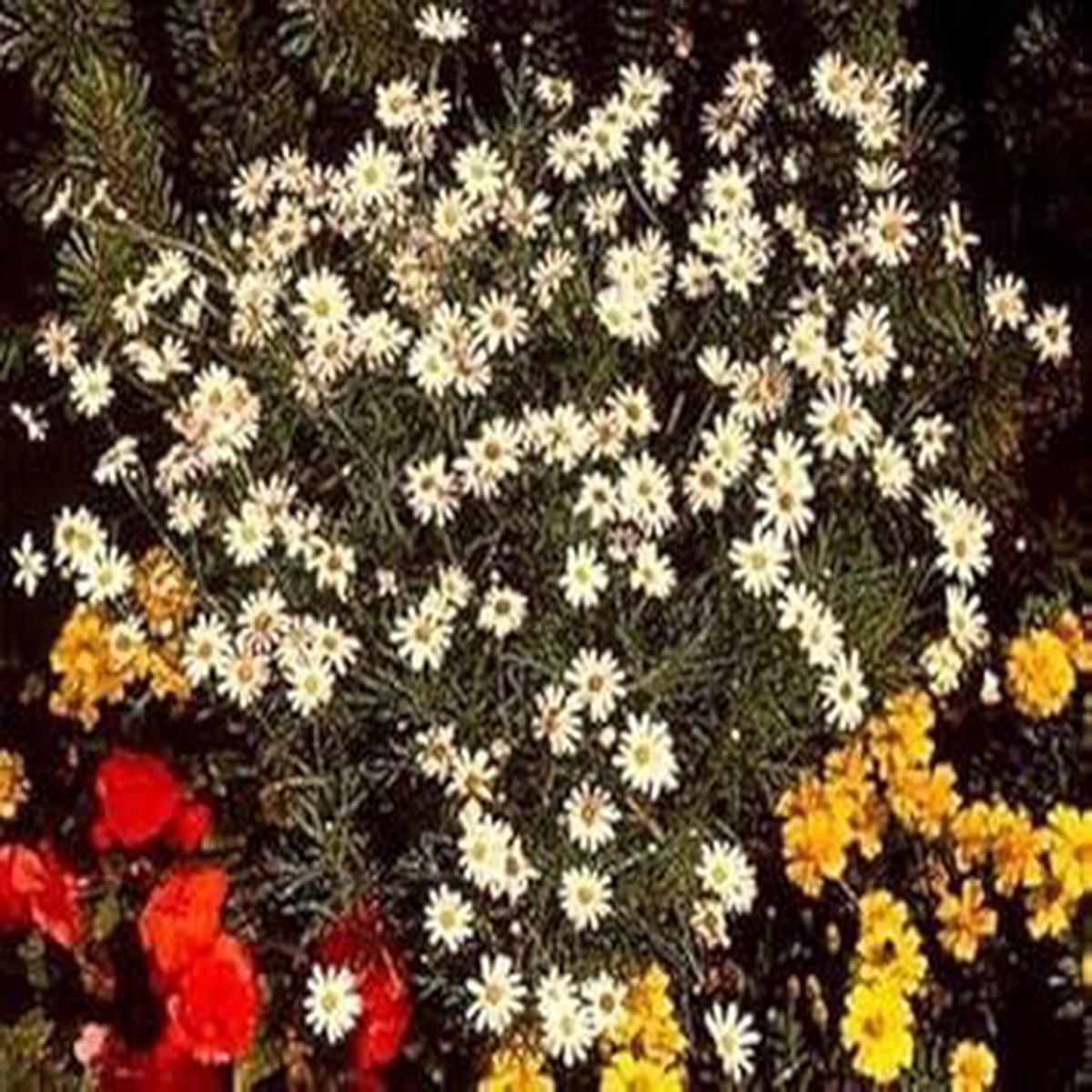 Mixed Argyranthemum Flower Seeds for Planting - Heirloom and Non-GMO Seeds for Home Garden