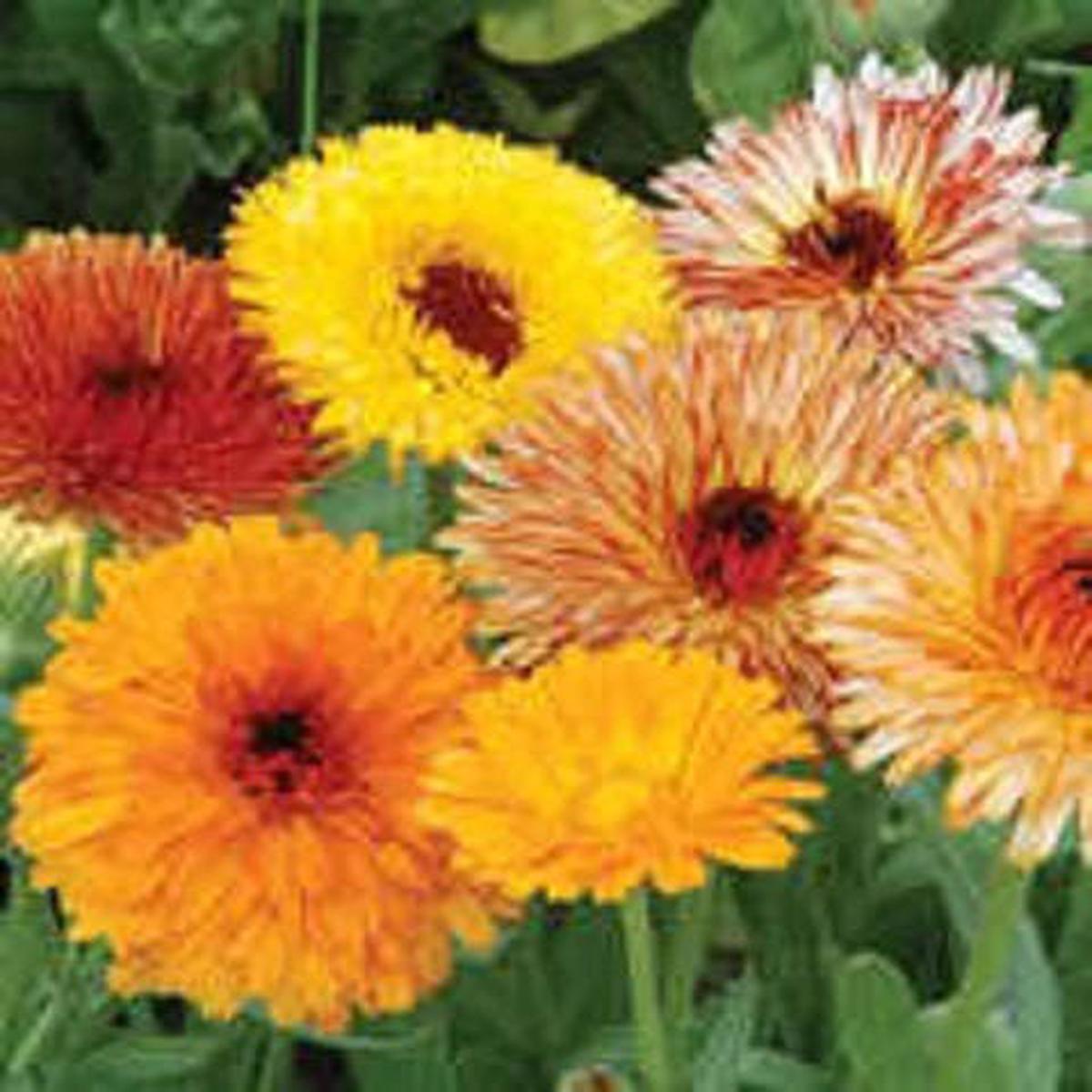 Mixed Colors Fancy Mix Pot Marigold (Calendula Officinalis) Flower Seeds