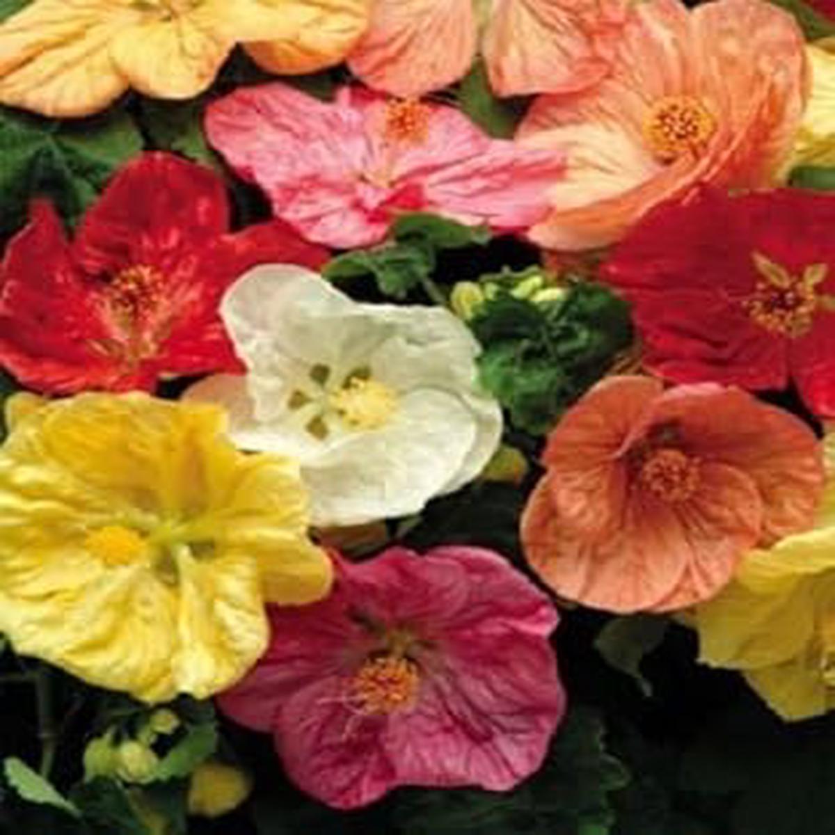 Mixed Hibiscus Flower Seeds Heirloom, Non-GMO Seeds for Planting Colorful Blooming Variety