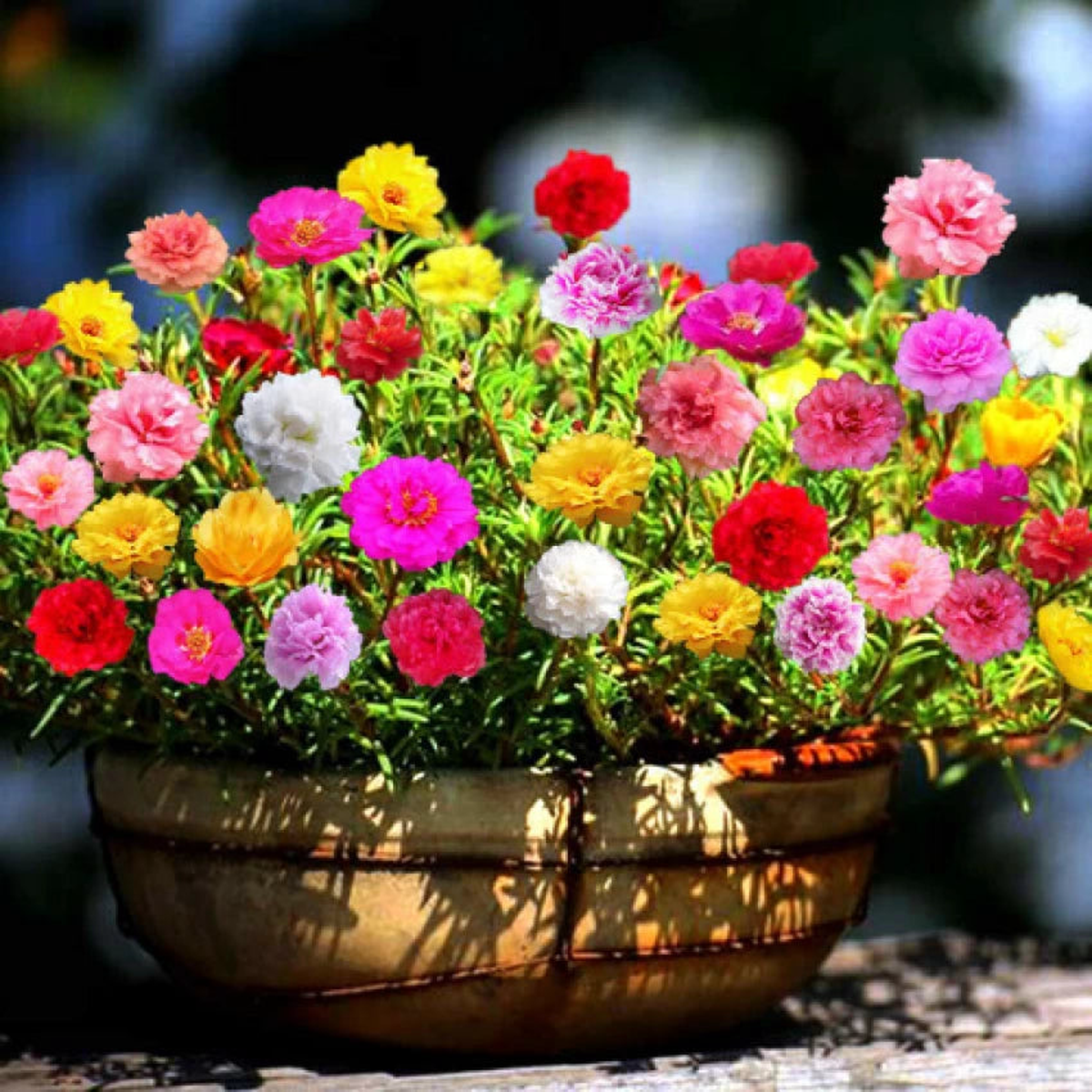 Mixed Miniature Rose Plant Seeds for Planting - Heirloom Non-GMO High Germination Organic Garden Seeds