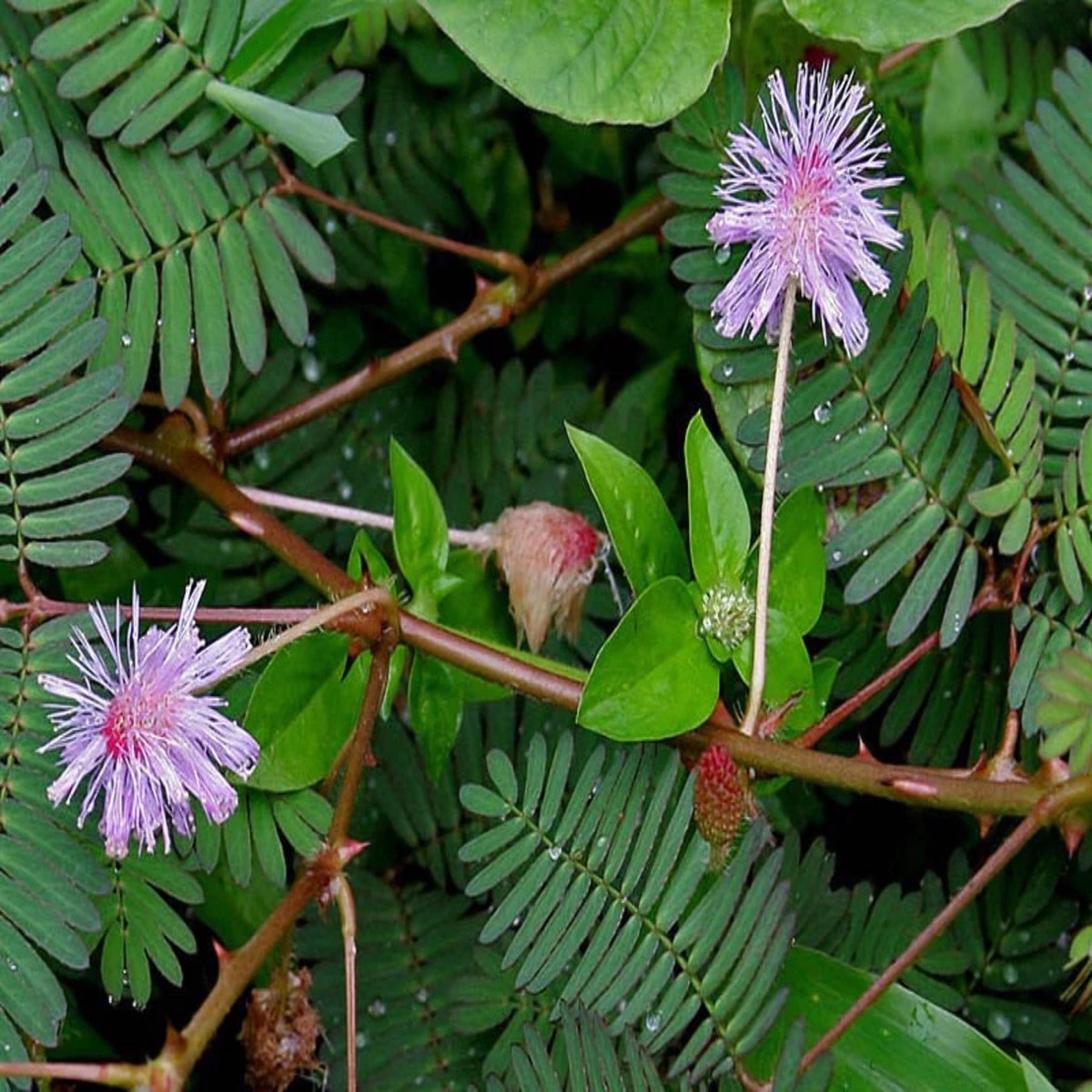 Mixed Schrankia Uncinata Plant For Planting Flower Seeds for Home Garden Planting, Premium Organic