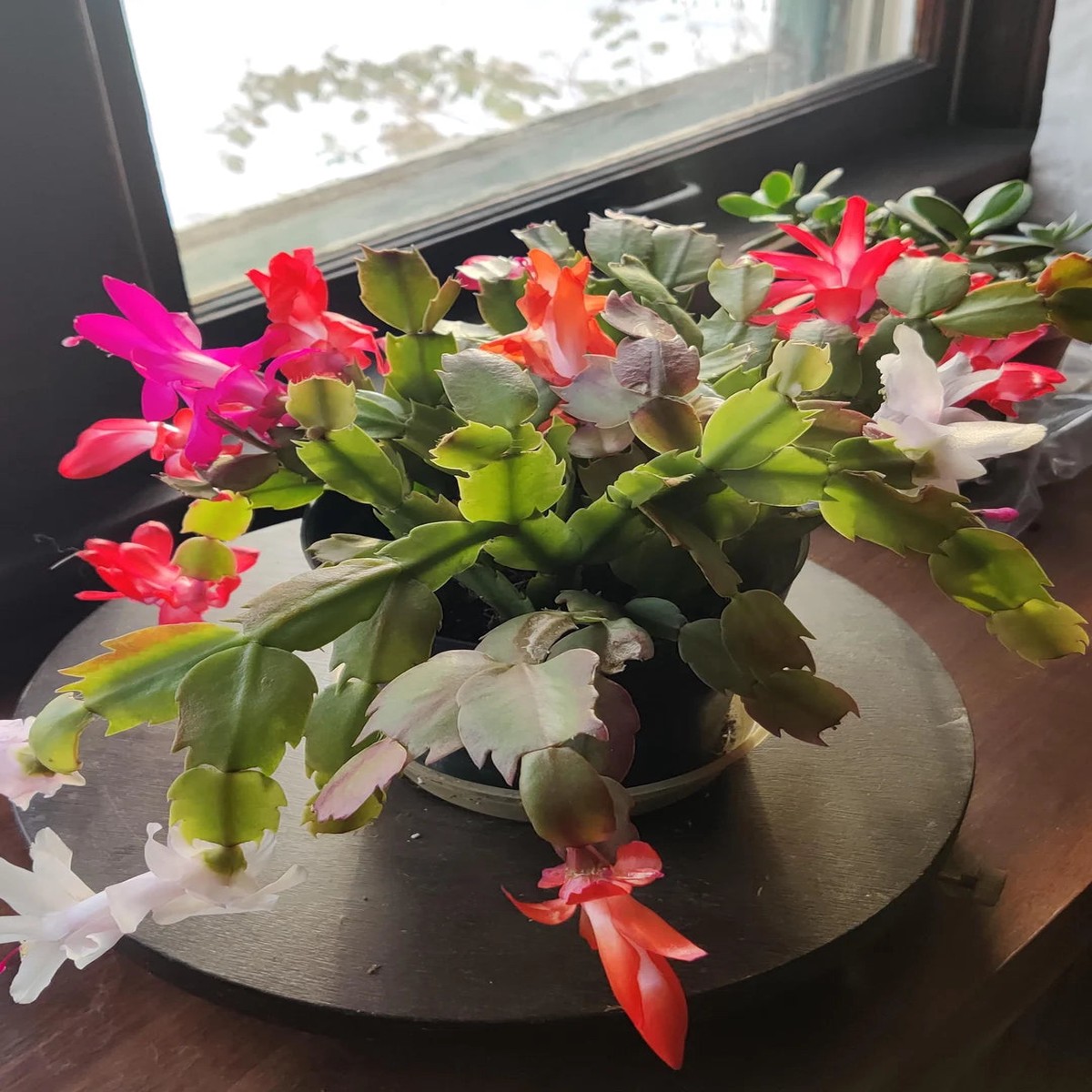 Multicolored Schlumbergera Flower Seeds Heirloom Non-GMO Organic Garden Seeds for Planting, High Germination Cactus Blooms