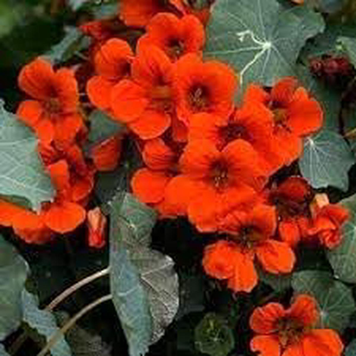 Nasturtium Flower seeds for Planting Garden Favorite Heirloom & GMO Free Seeds for Home Garden