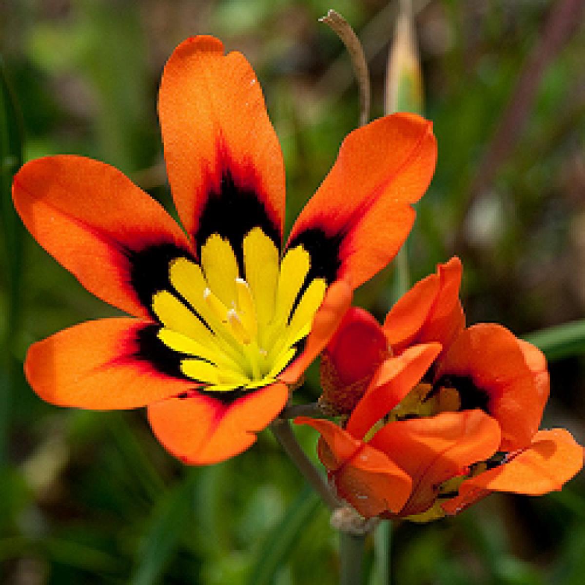 Orange and Black Sparaxis Flower Seeds for Easy Planting