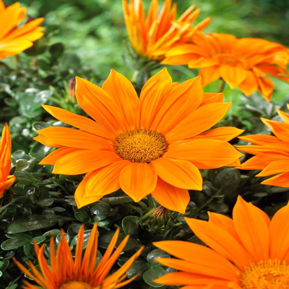 Orange Gazania Flower Seeds for Planting Heirloom, Non-GMO, High Germination Organic Garden Seeds