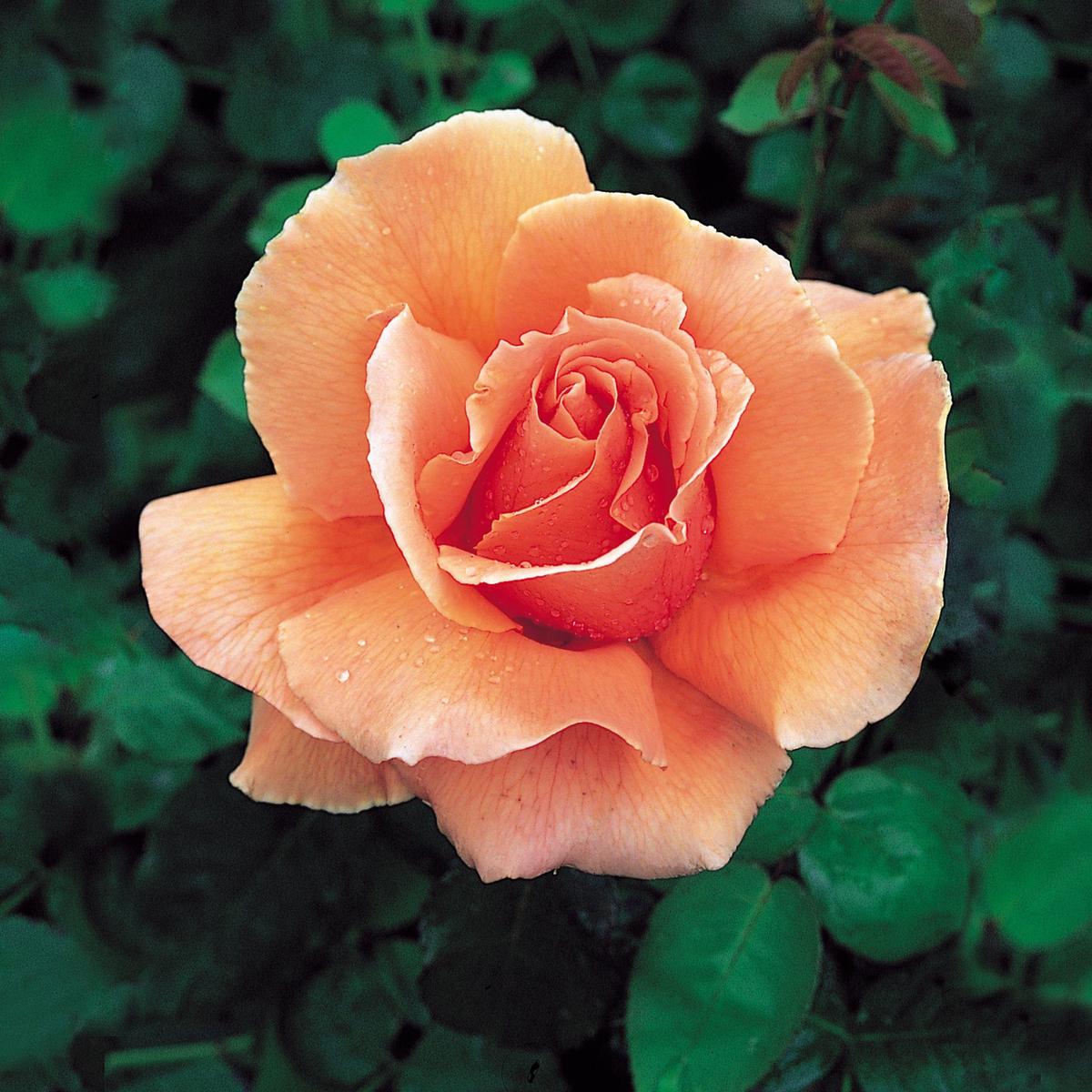 Orange Joey Hybrid Tea Rose Flower Seeds for Planting Heirloom Non-GMO, High Germination Organic Garden Seeds
