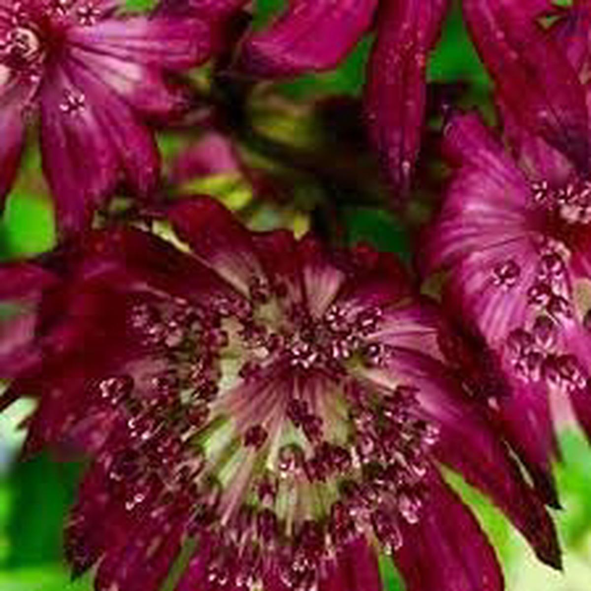 Organic Astrantia Flower Seeds for Planting Heirloom, Non-GMO, High Germination Garden Seeds for Unique Blooms