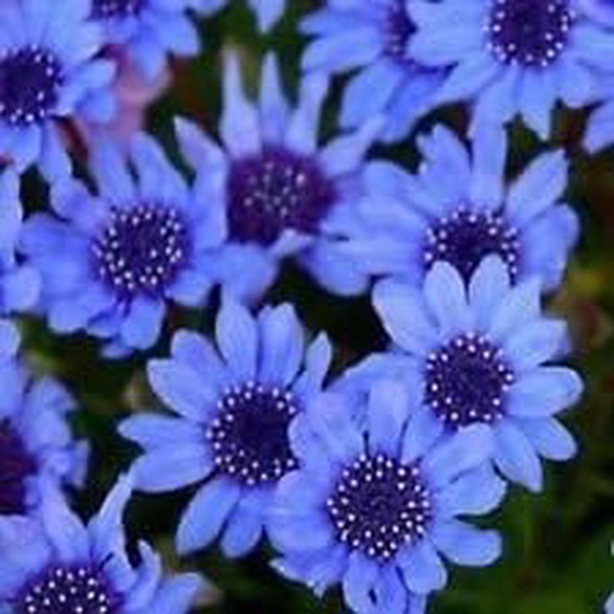 Organic Heirloom Non-GMO Blue Felicia Seeds for Planting Dainty Garden Blooms