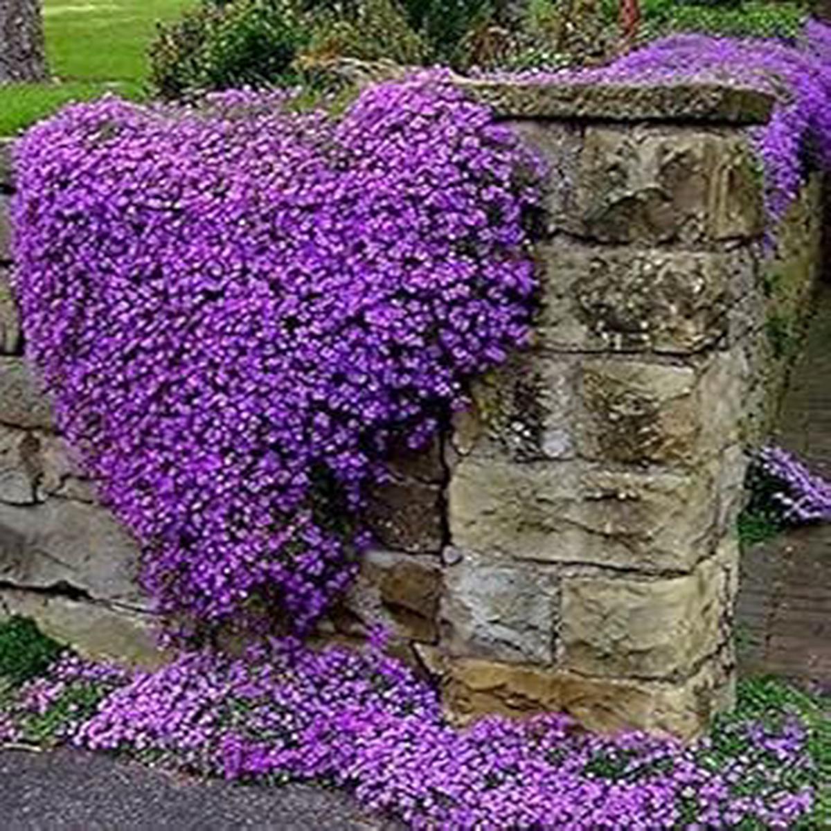 Organic Heirloom Non-GMO Purple Cress Seeds for Planting Vibrant Garden Blooms