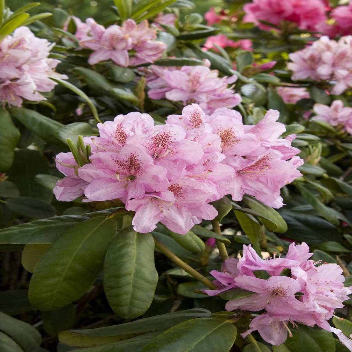 Organic Soft Pink Rhododendron Flower Seeds for Planting Heirloom, Non-GMO, High Germination Organic Garden Seeds
