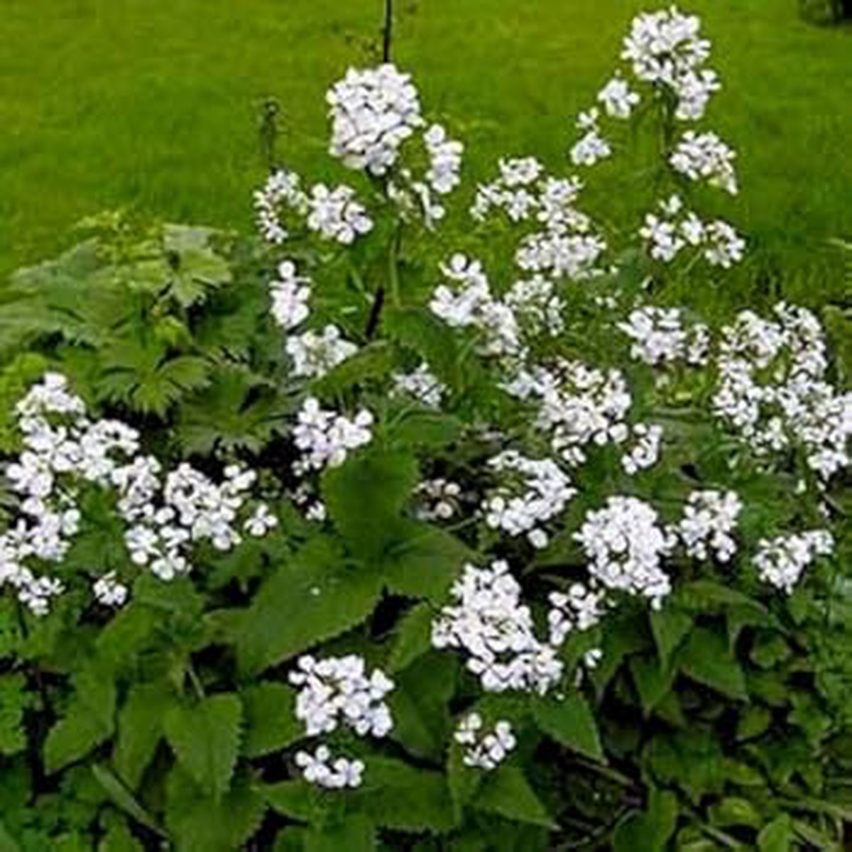 Organic White Lunaria Rediviva Flower Seeds Heirloom Non-GMO High Germination Organic Garden Seeds for Planting