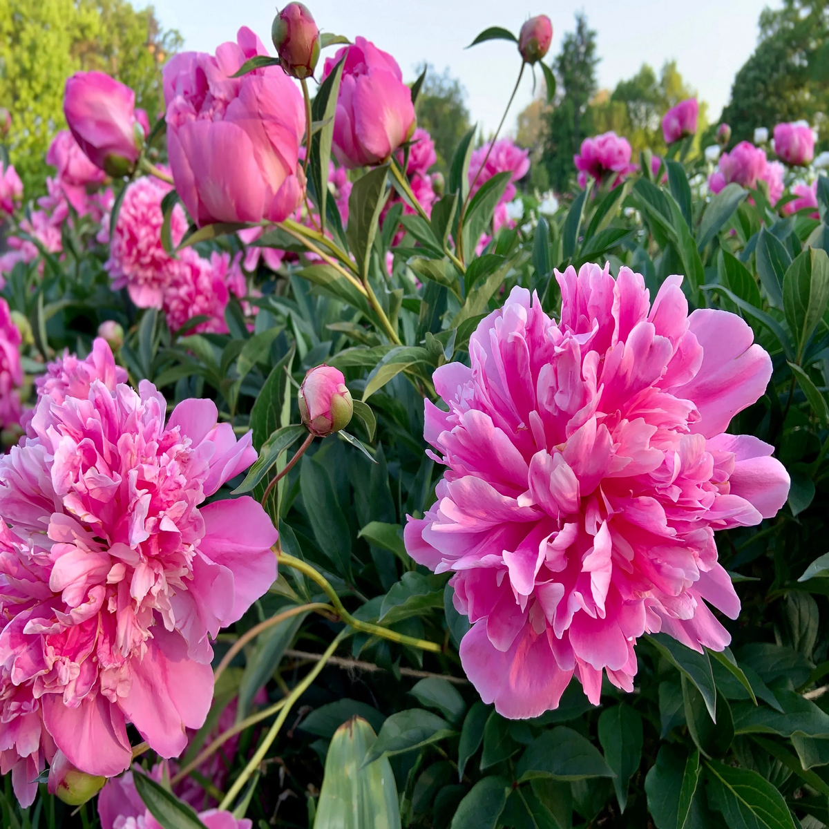 Paeonia Suffruticosa Flower Seeds Planting Guide