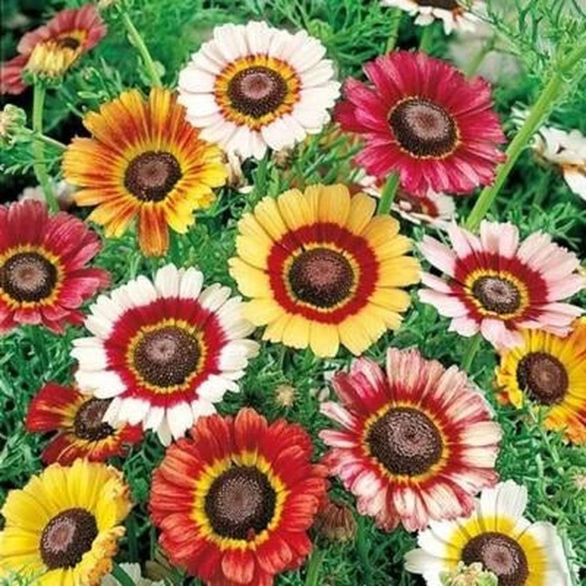 Painted Daisy Mixed Colors Pollinators Butterflies Perennial Non Gmo Heirloom Flower Seeds Home