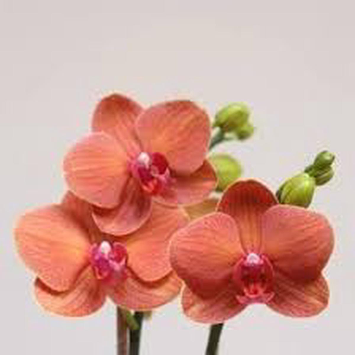 Peach Phalaenopsis Orchid Flower Seeds for Planting | Heirloom Non-GMO High Germination Organic Garden Seeds