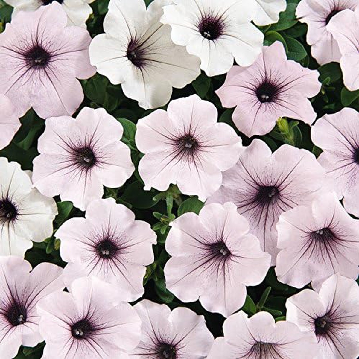 Petunia Petunia Hybrida Flower For Planting In Hanging Baskets Or Home Garden Flower Seeds for Home