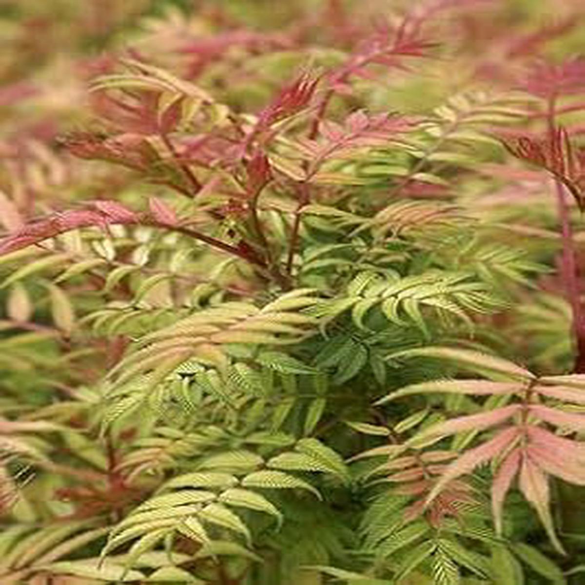 Pink and Green Fern Plant Seeds for Planting - Heirloom & Non-GMO seeds for Indoors or Outdoors