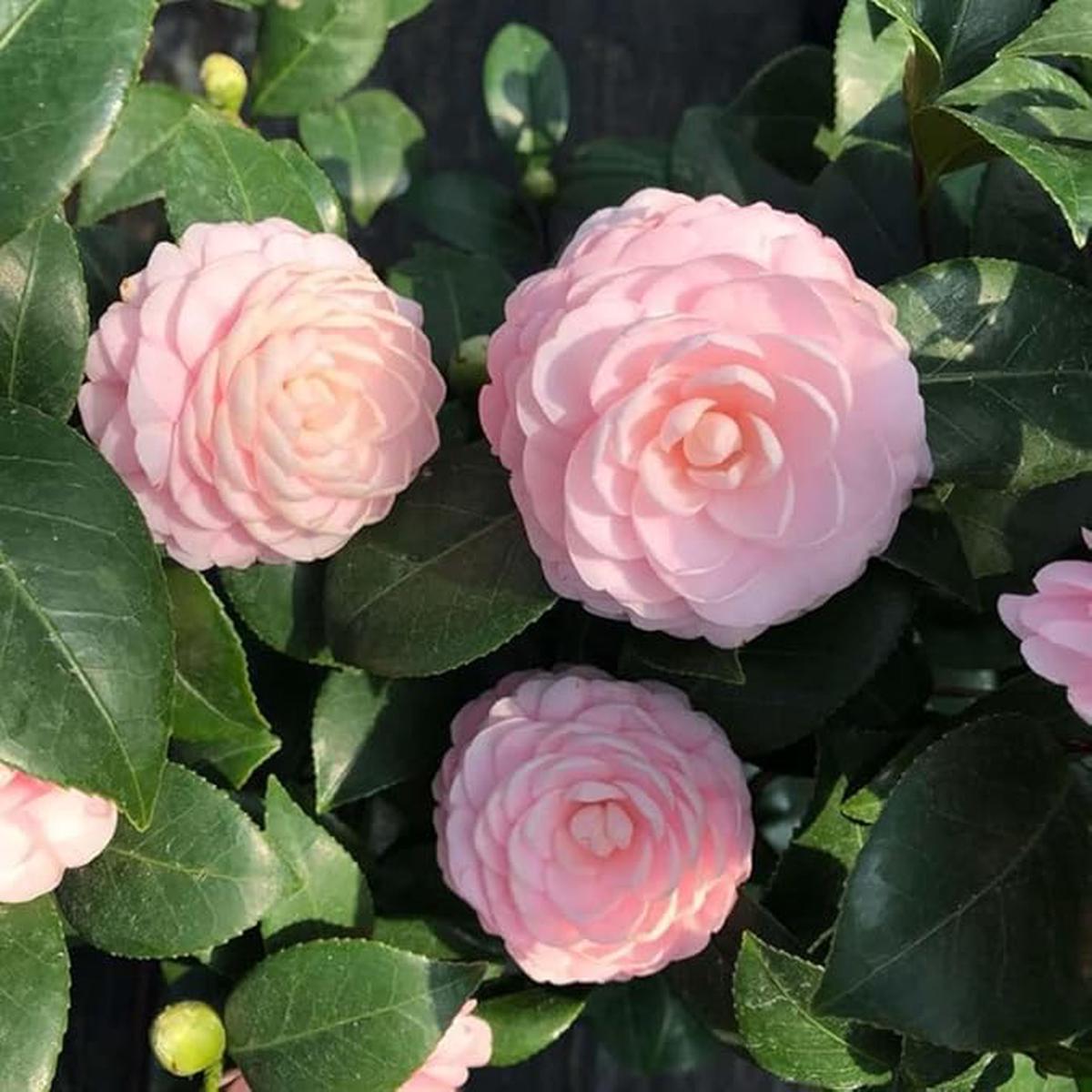 Pink Camellia Flower seeds for Planting - Cut Flower Favorite, Heirloom & GMO Free Seeds for Home Garden