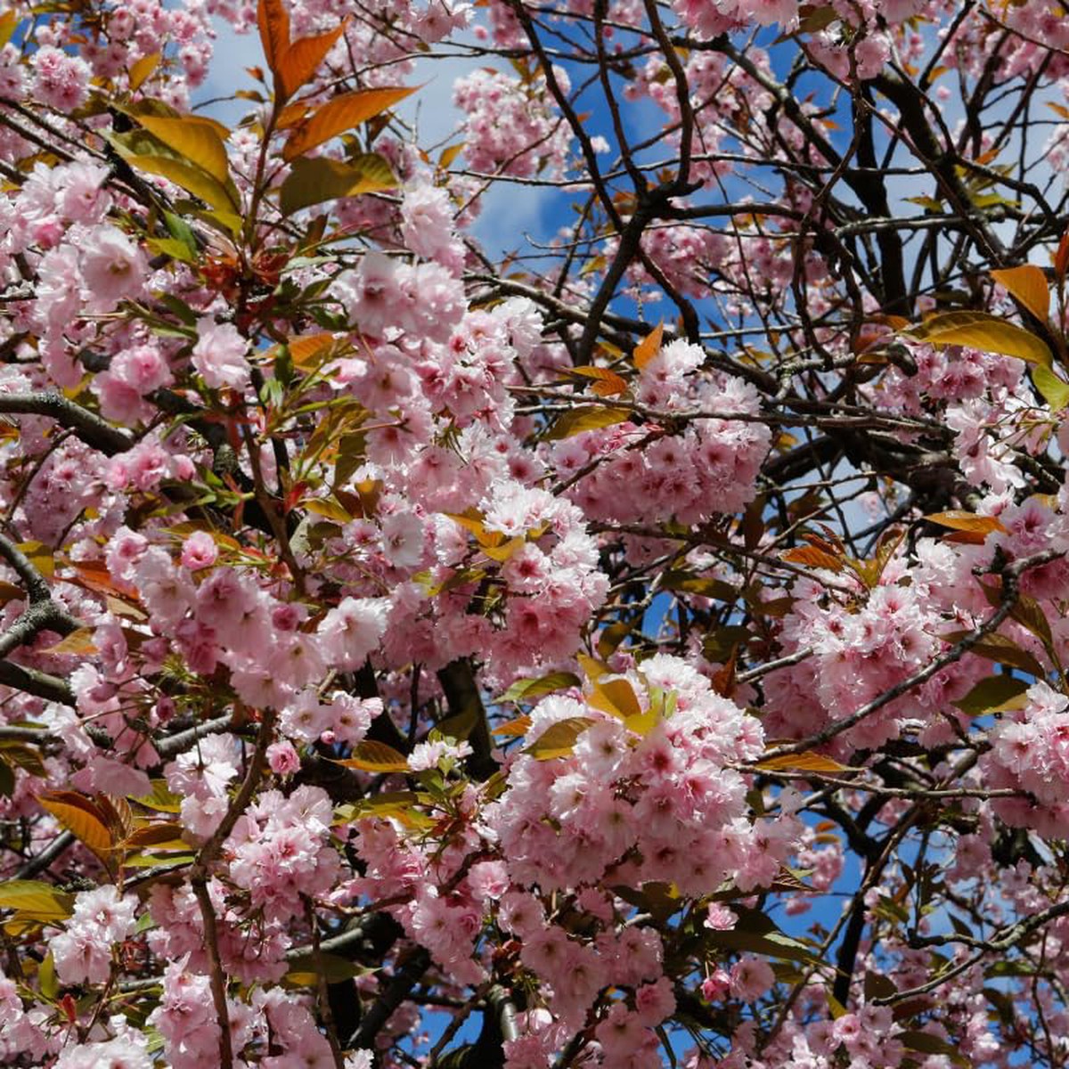 Pink Cherry Blossom Tree Of Cherry Blossom Original Flowering Tree Flower Seeds Home Garden