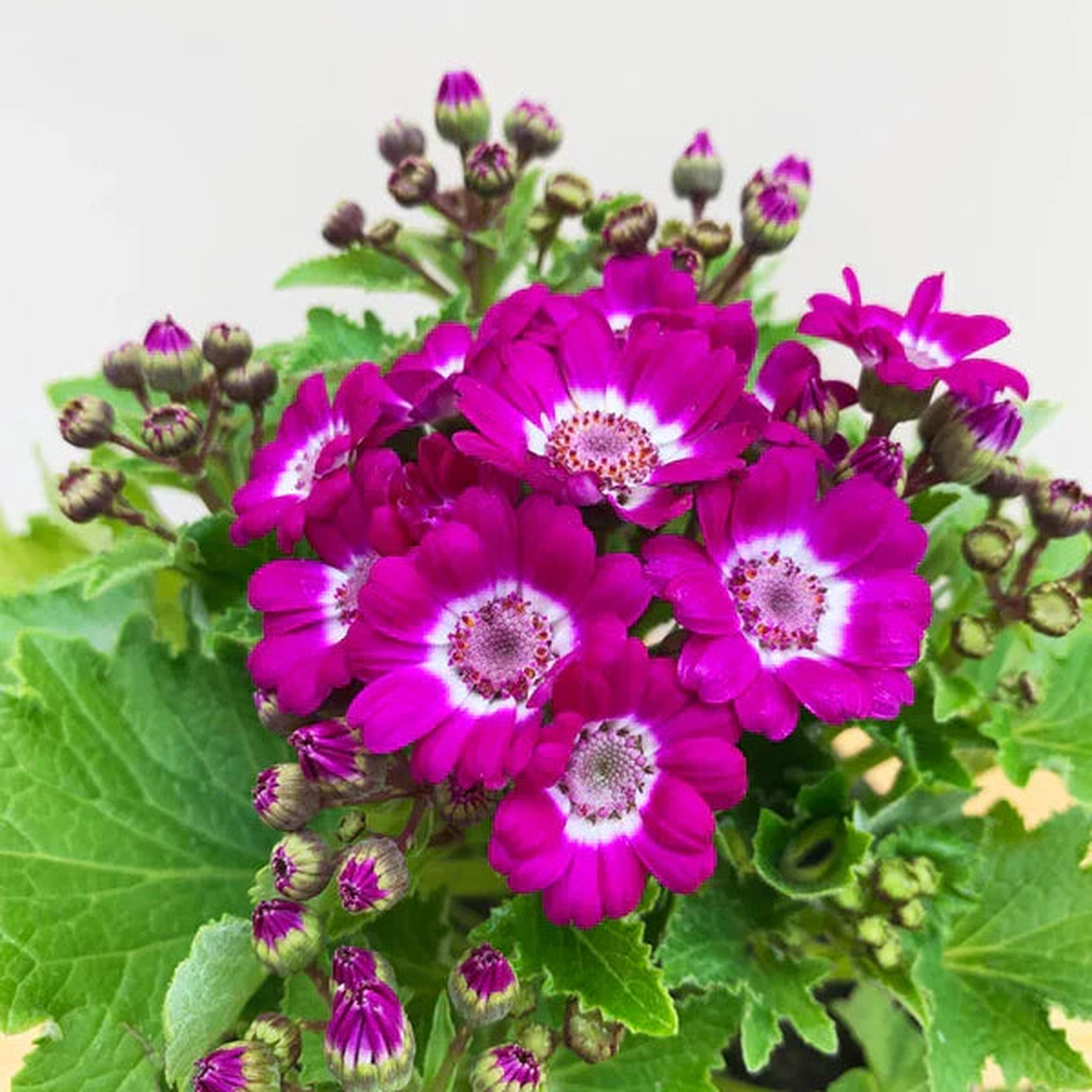 Pink Cineraria Flower Seeds for Planting Heirloom, Non-GMO, High Germination Cut Flower Favorite