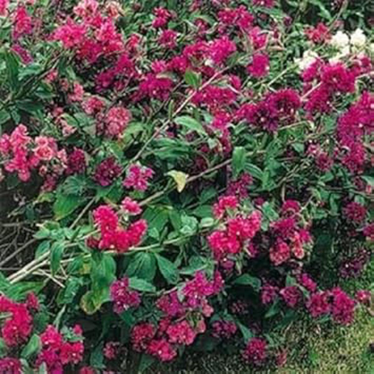 Pink Clarkia Flower Seeds for Planting - Heirloom, Non-GMO, High Germination Organic Garden Seeds