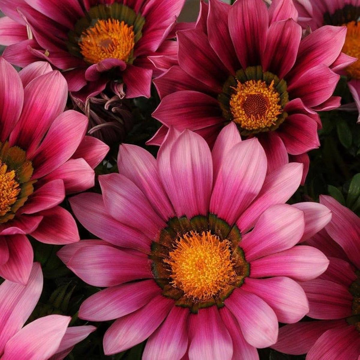 Pink Gazania Rigens Flower Seeds for Planting - Heirloom Non-GMO High Germination Organic Garden Seeds